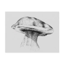 Pilz Steinpilz Zeichnung