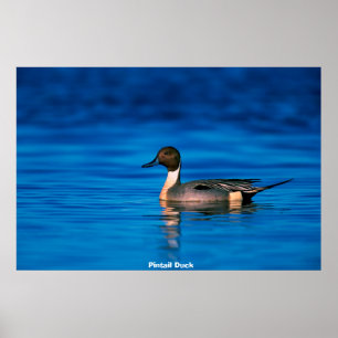 Pin Duck Poster