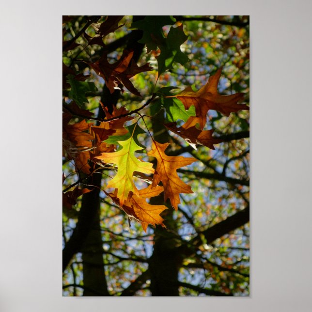 Pin Oak Leaves Poster (Front)