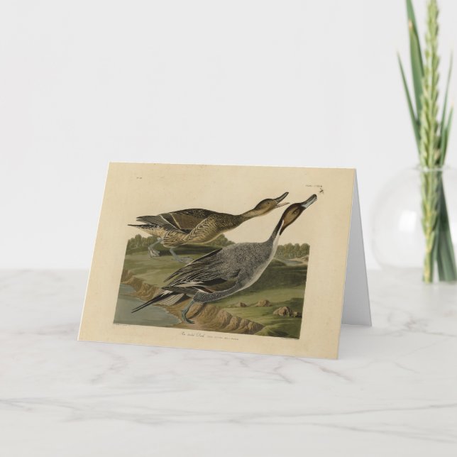 Pin-tailed Duck - from Audubon's Birds of America Card (Front)