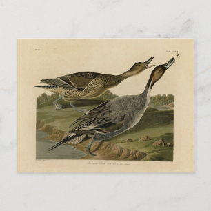 Pin-tailed Duck - from Audubon's Birds of America Postcard