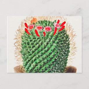 Pincushion Cactus vintage illustrated Postcard