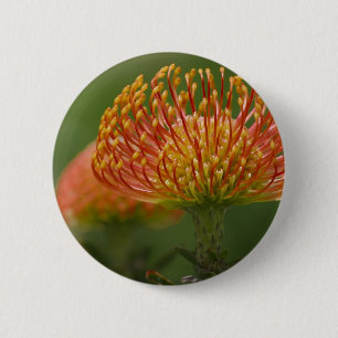 Pincushion Protea 6 Cm Round Badge
