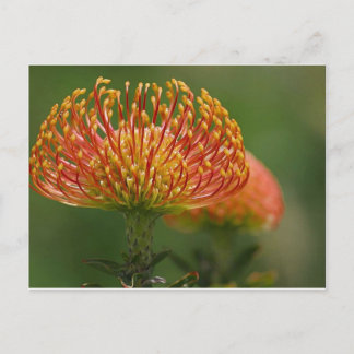 pincushion-protea postcard