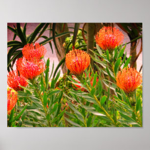 Pincushion Tango #1 Poster