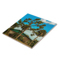 Pine and Palm Trees