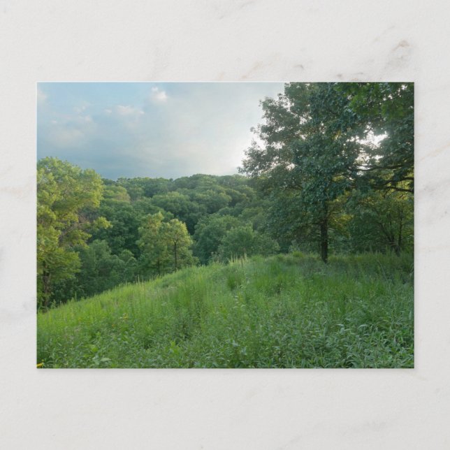 Pine Bend Bluff Overlooking Valley Woodlands Holiday Postcard (Front)