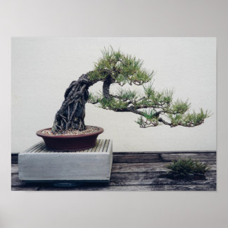 Pine Bonsai Poster