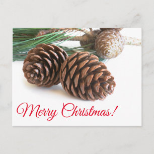 Pine branch and cones holiday postcard