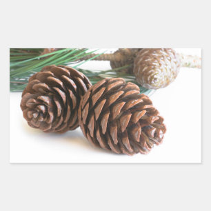 Pine branch and cones rectangular sticker