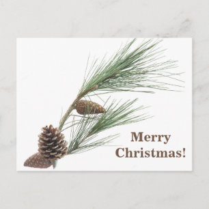 Pine branch with the cones postcard