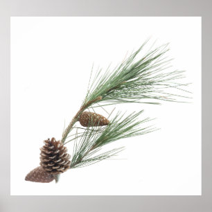 Pine branch with the cones poster