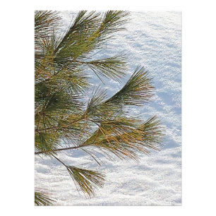 Pine Branches And Snow In Ottawa. Buy Now Photo Print