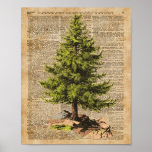 Pine,Cedar Tree,Christmas Tree Dictionary Art, Poster