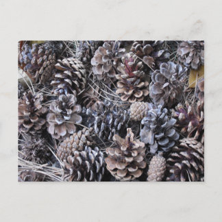 Pine Cone Bouquet Postcard