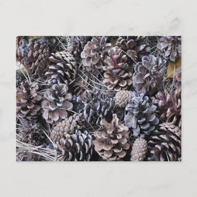 Pine Cone Bouquet Postcard (Front)