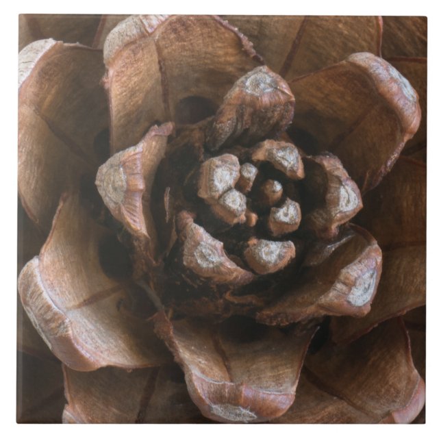 Pine cone ceramic tile (Front)