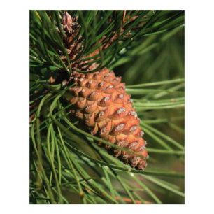 Pine Cone Close Up Photo Print