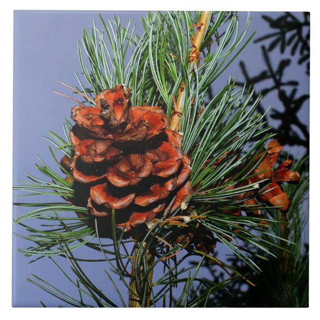 Pine Cone on Pine Branch Tile (Front)