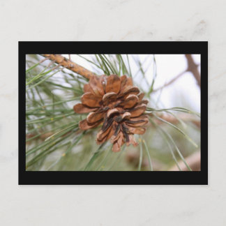 Pine Cone Postcard