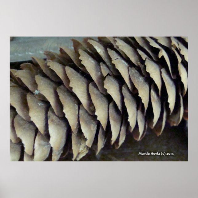 Pine Cone Poster (Front)