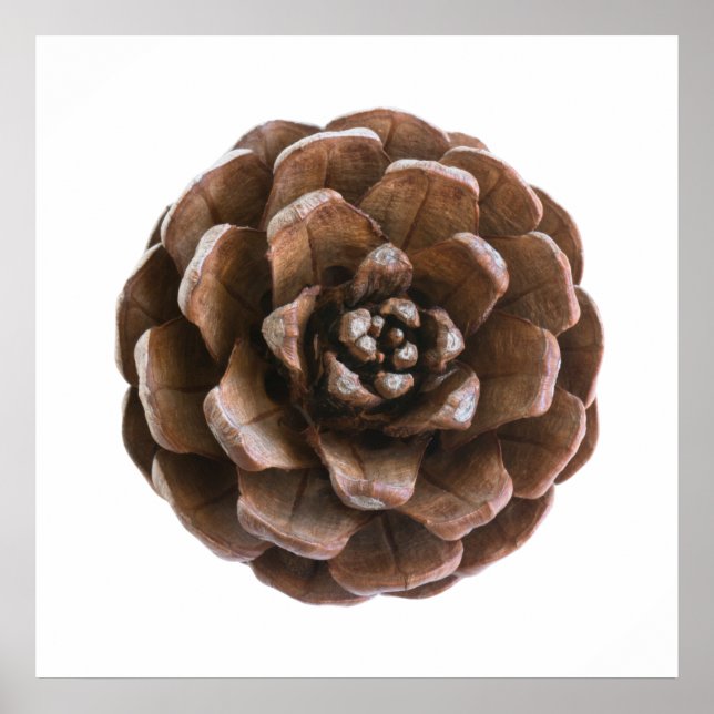 Pine cone poster (Front)