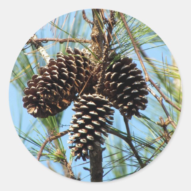 Pine Cone Stickers (Front)