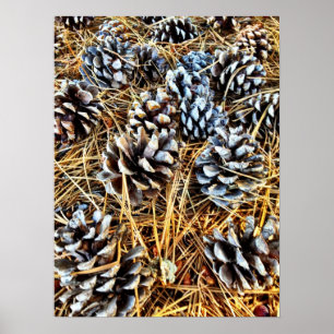 Pine Cones and Pine Needles Poster