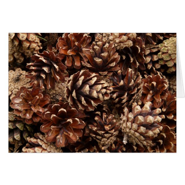 Pine Cones Blank Card (Front Horizontal)