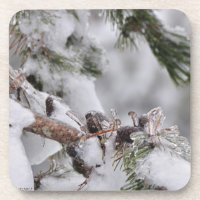 Pine Cones Encased in Ice