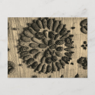 Pine Cones mandala retro photo Postcard