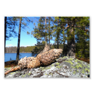 Pine Cones Photo Print