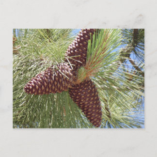 pine cones, pine, lake tahoe, nature postcard