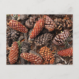 Pine Cones Postcard