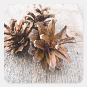 Pine cones square sticker
