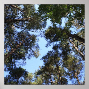 Pine forest canopy poster