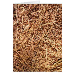 Pine Forest Floor, Pine Needles