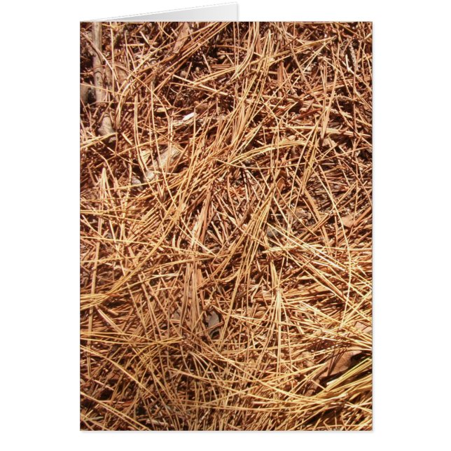Pine Forest Floor, Pine Needles (Front)