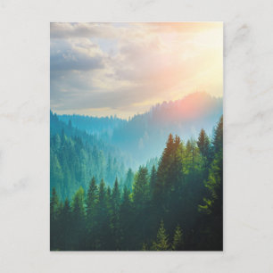 Pine Forest in the Dolomites, Italy Postcard
