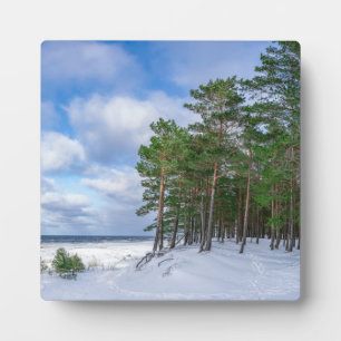 Pine forest near sea coast in Latvia Plaque