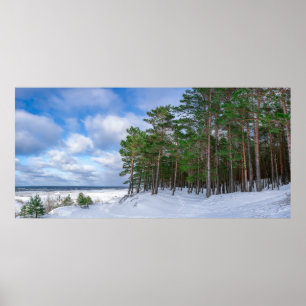 Pine forest near sea coast in Latvia Poster