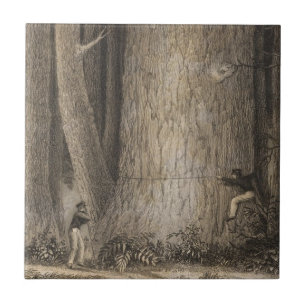 Pine Forest, Oregon Ceramic Tile