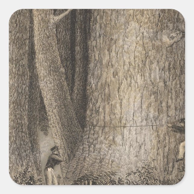Pine Forest, Oregon Square Sticker (Front)