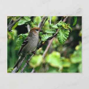 Pine Grosbeak Postcard