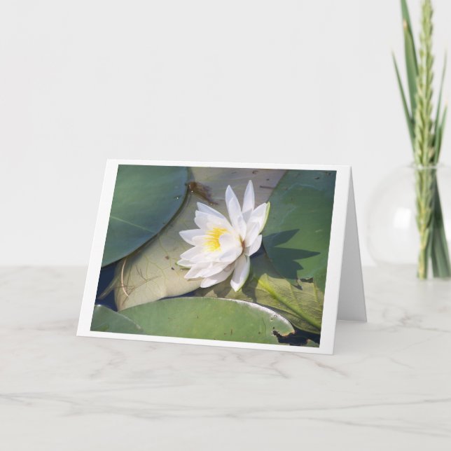 Pine Lake Water Lily Card (Front)