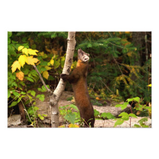 Pine Marten Morning Photo Print