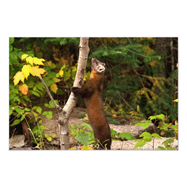 Pine Marten Morning Photo Print (Front)