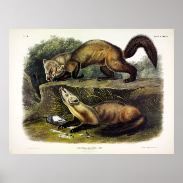 Pine Marten (Mustela Martes) American Marten Poster (Front)