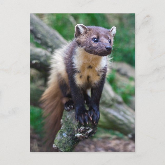 Pine Marten Postcard (Front)
