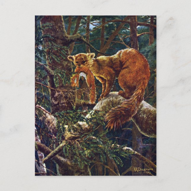 Pine Marten with Prey Postcard (Front)